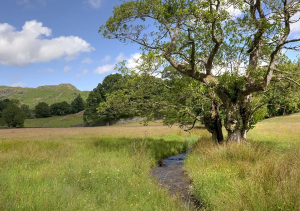 Alder tree and stream — Stock Photo, Image