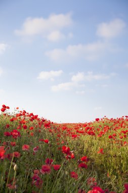 Poppies arka plan
