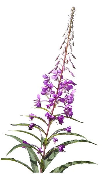 Rosebay willowherb, 분홍 angustifolium — 스톡 사진