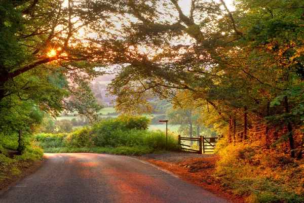 Trädbevuxna engelska land körfält vid solnedgången Royaltyfria Stockbilder