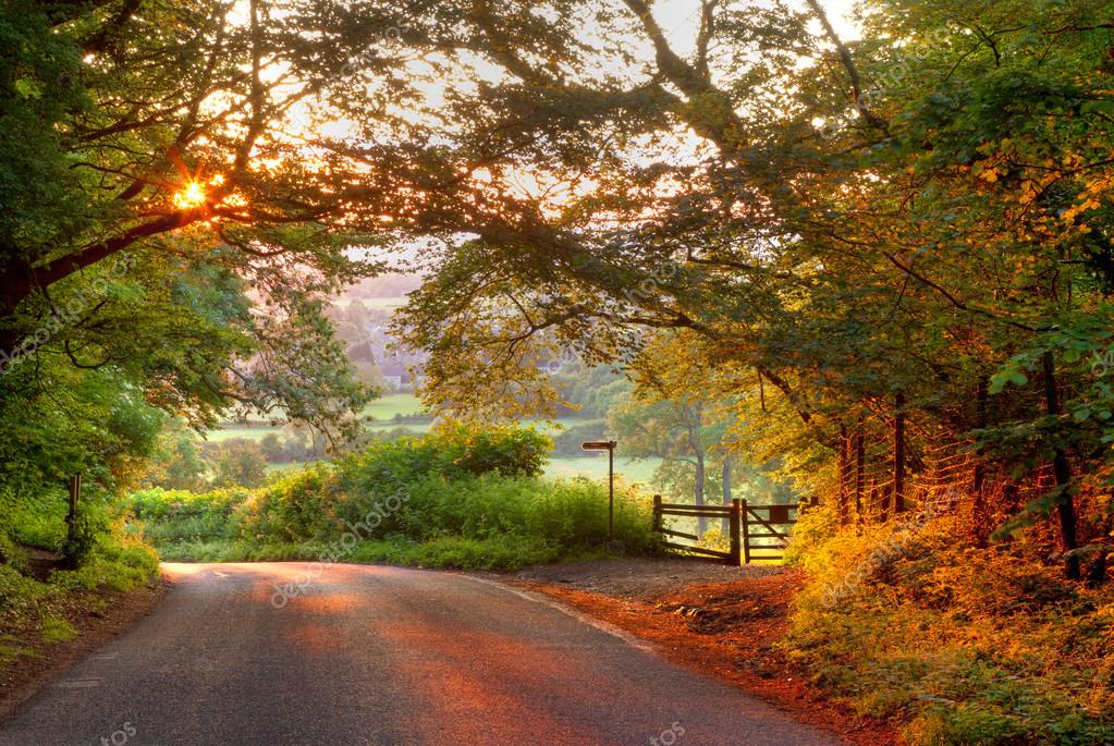 Wooded English country lane at sunset — Stock Photo © andrewroland
