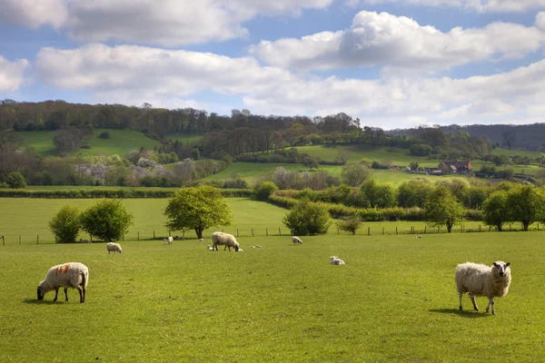 Anglická pastviny s pasoucí se ovce — Stock fotografie