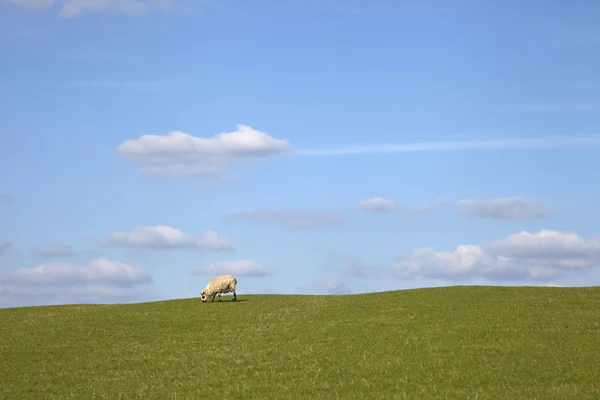 Einsame Schafe Hintergrund — Stockfoto