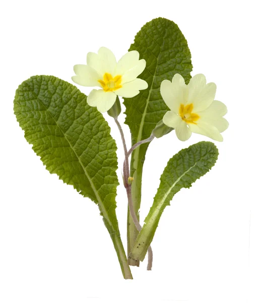 Primrose, Primula vulgaris — Stock Photo, Image