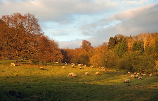 Schafe bei Sonnenuntergang, England — Stockfoto