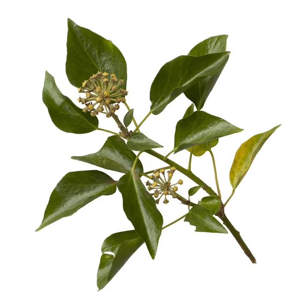 Bluszcz zwyczajny, Hedera helix — Zdjęcie stockowe