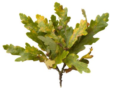 Meşe yaprağı, quercus robur