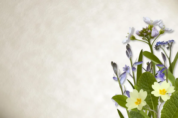 Flowers on parchment background — Stock Photo, Image