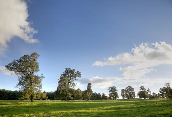 Row of trees with space for copy — Stock Photo, Image