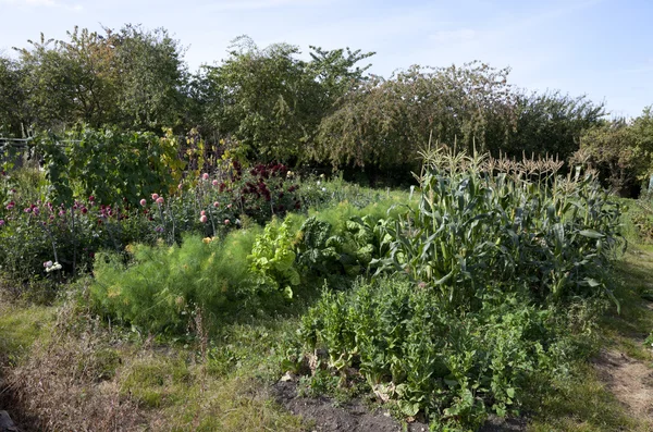 Allotments, England — Stock Photo, Image