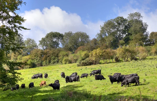 Английская сельская сцена с коровами — стоковое фото