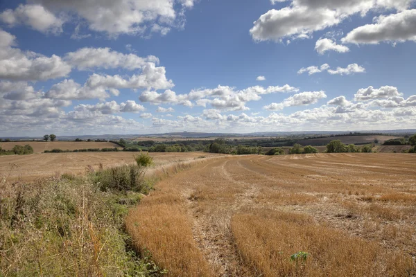 Harvested wheat fields — Stock Photo, Image