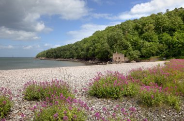 elberry cove, devon
