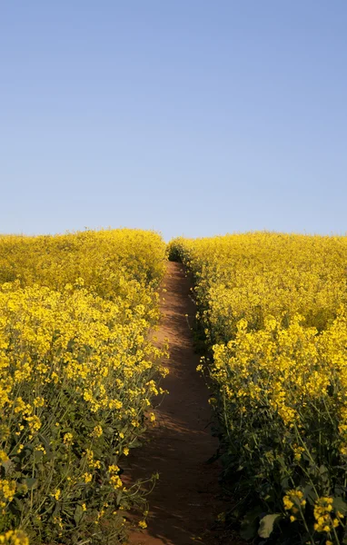 Field of flowers with path — Stock Photo, Image