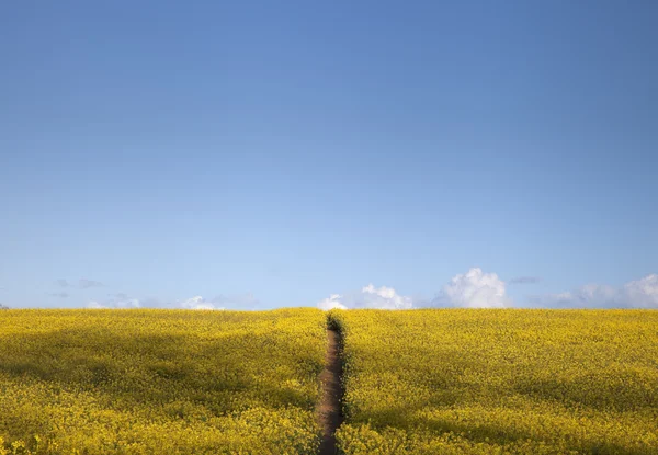 Field of flowers with path — Stock Photo, Image