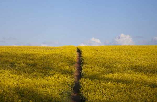 Field of flowers with path — Stock Photo, Image