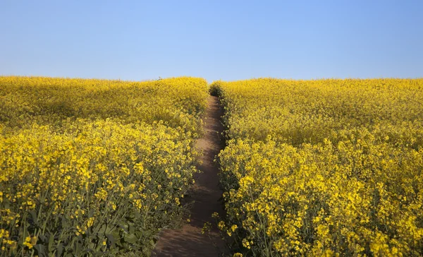 Fält av blommor med väg — Stockfoto