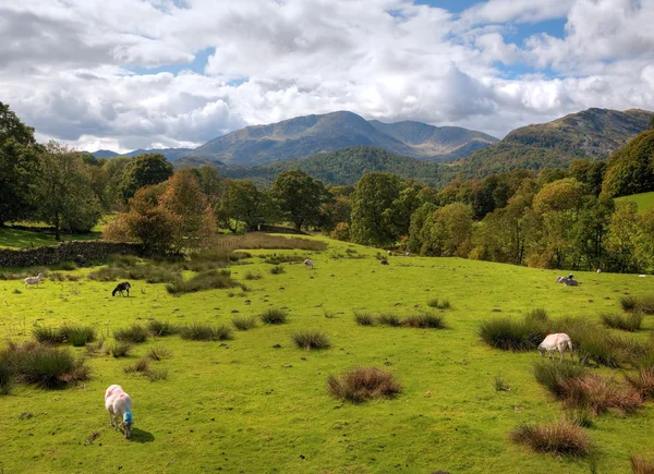 Loughrigg Fell, Cumbrie — Photo