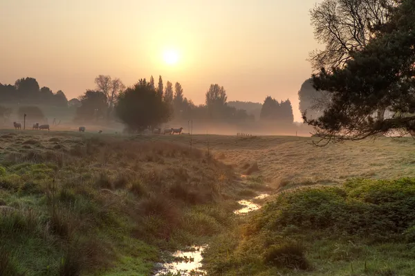 Mistige ochtend op het Engelse platteland — Stockfoto