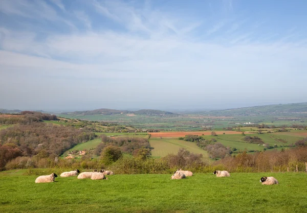 Plattelandsbossen — Stockfoto