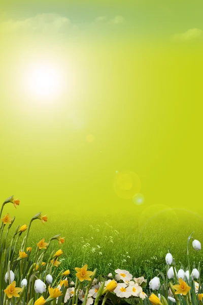 Spring background — Stock Photo, Image