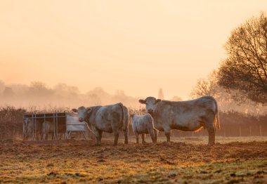 Cotswold cattle clipart