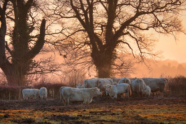 Cotswold bydła — Zdjęcie stockowe