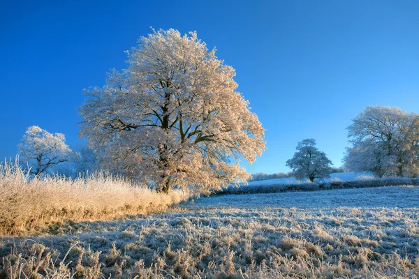 Englisches Ackerland im Winter — Stockfoto