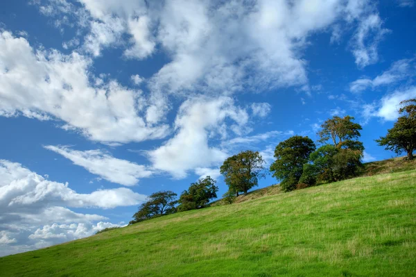 Árvores na encosta de cotswold — Stockfoto