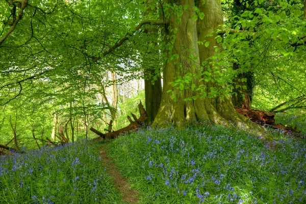 Madera de haya con campanas azules — Foto de Stock