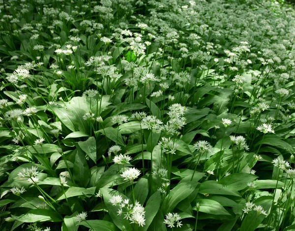 Ramslök, allium ursinum — Stockfoto