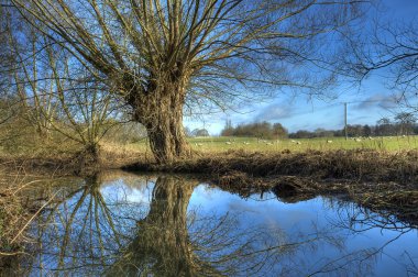Warwickshire söğüt