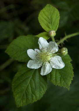 böğürtlen rubus fruticosus