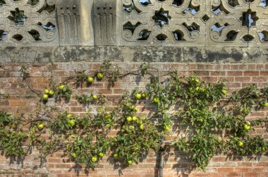 espalier elma ağacı
