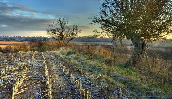 Worcestershire jordbruksmark i vinter — Stockfoto