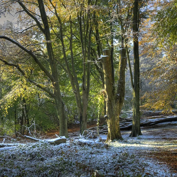 Buchenholz — Stockfoto