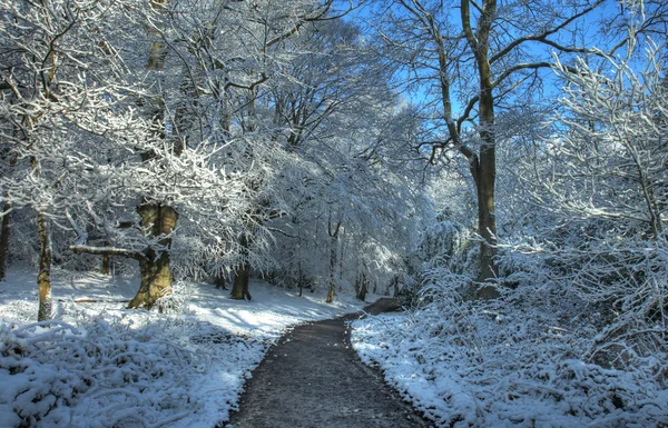 Kışın worcwestershire ormanlık — Stok fotoğraf