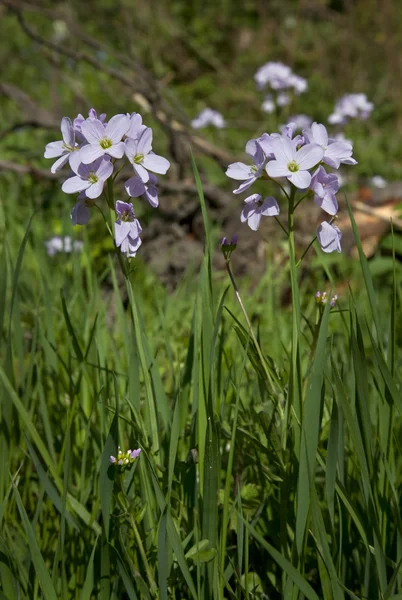 Lady's önlük, cardamine pratensis — Stok fotoğraf