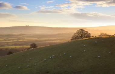 cotswold tepelerde koyun