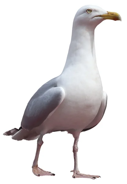 Seagull, Larus argentatus — Stockfoto