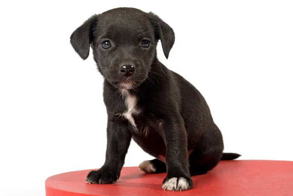 Pretty black doggie — Stock Photo, Image