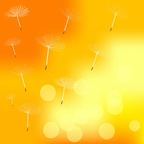 Rüzgarda vektör karahindiba bütünlüğünü kaybeder