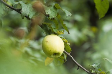 Yeşil elma