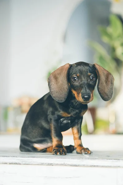 Dachshund Köpek — Stok fotoğraf