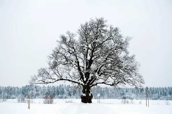 オークの木の雪 — ストック写真