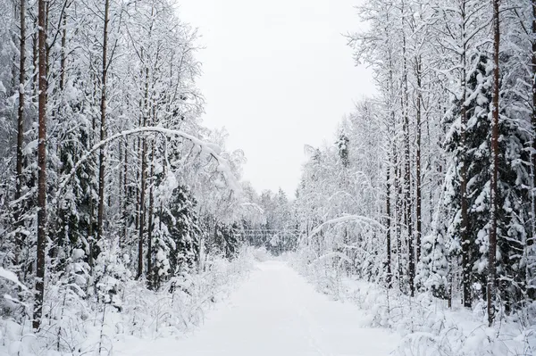 Winter road forest — Stock Photo, Image