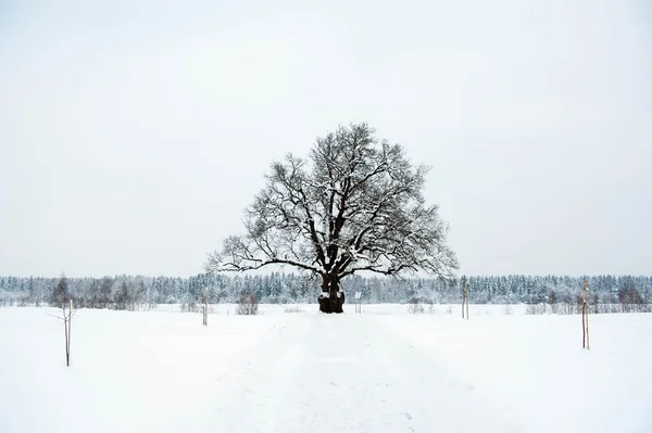 オークの木の雪 — ストック写真