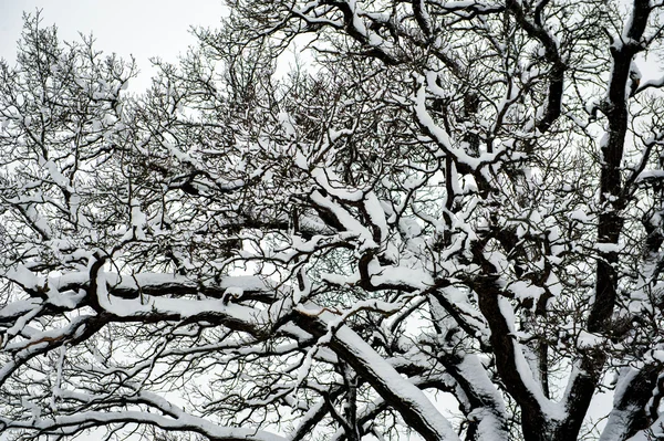 Chêne des arbres neige — Photo
