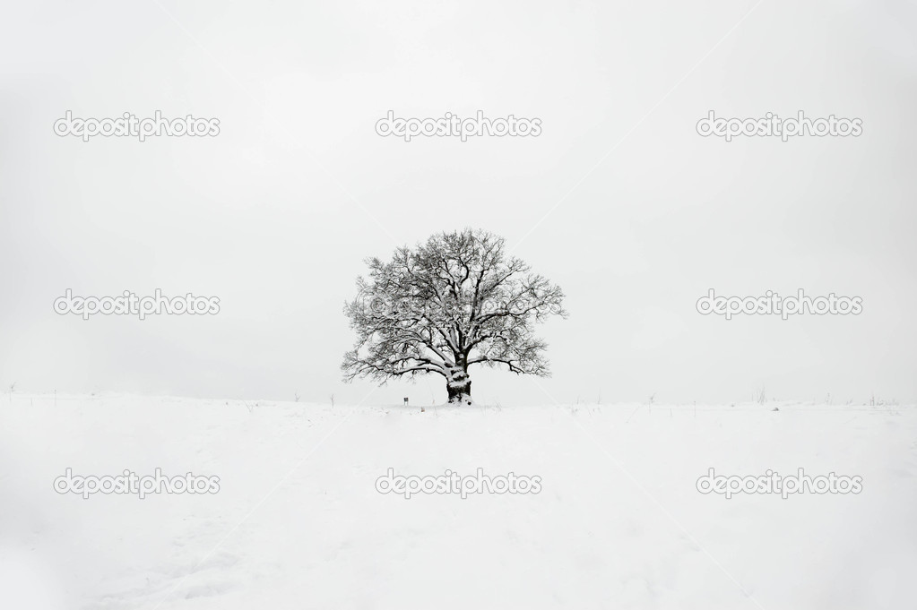 Tree oak snow