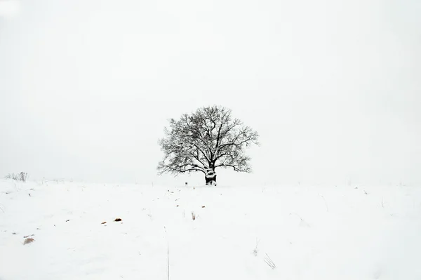 Tölgy fa hó — Stock Fotó